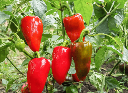 Como semear pimentões e pimentões com sucesso ano após ano?