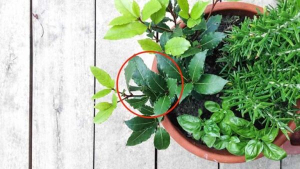 Como ter um broto de louro exuberante e duradouro na sua varanda