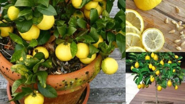 Como ter um estoque ilimitado de limões em casa?
