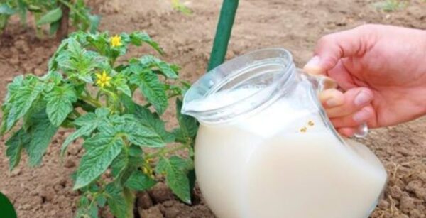 Como tornar o solo de suas plantas fértil