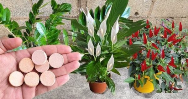 Como usar aspirina vencida em suas plantas: todos os benefícios