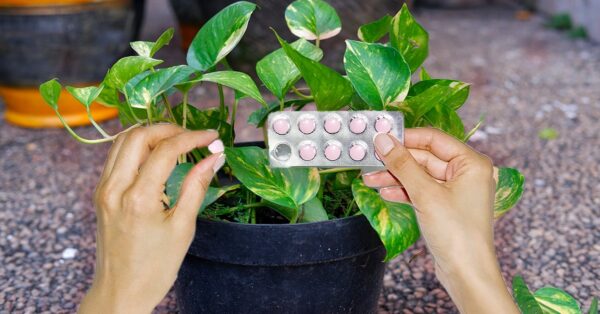 Como usar aspirina vencida em suas plantas: todos os benefícios