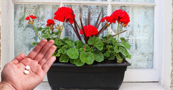 Como usar aspirina vencida para gerânios: todos os benefícios