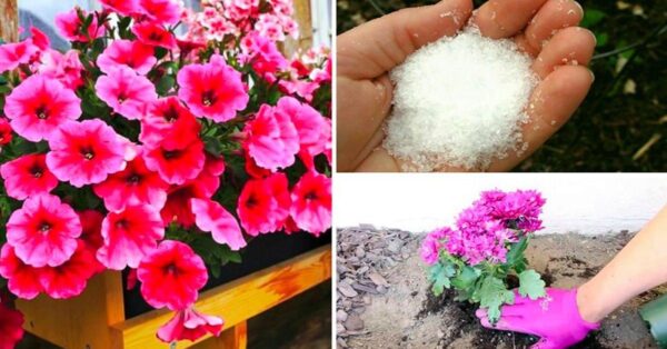 Como usar bicarbonato de sódio no jardim: os benefícios para suas plantas