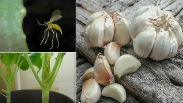 Como usar o alho para controlar pragas de jardim? Experimente este truque natural e eficaz!