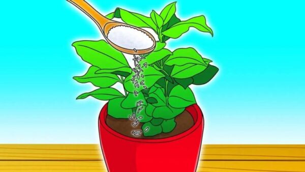 Como usar o arroz como fertilizante para plantas?