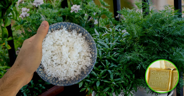 Como usar o sabonete de Marselha como inseticida natural