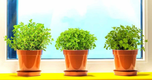 Como usar orégano para repelir insetos?