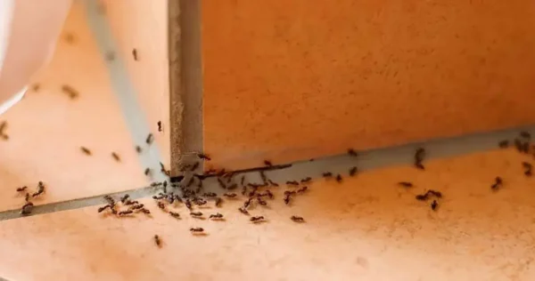 Como usar orégano para se livrar das formigas naturalmente?