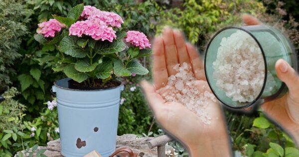 Como usar sal Epsom para plantas