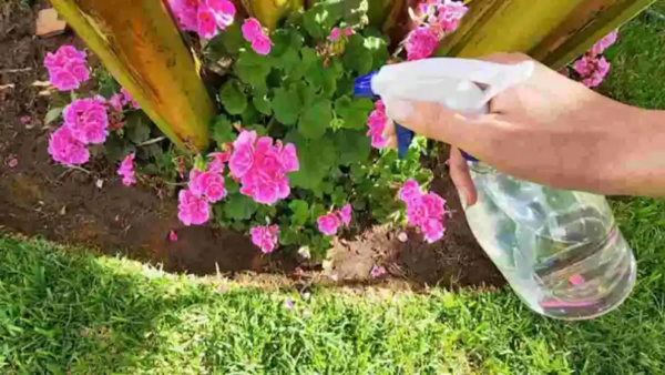 Como usar vinagre no seu jardim? Um truque insuspeito para proteger suas plantas