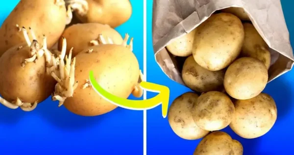 Como você armazena batatas para evitar que brotem?