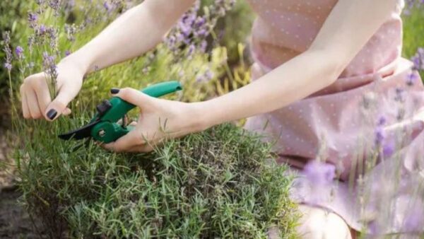 Como você corta lavanda?