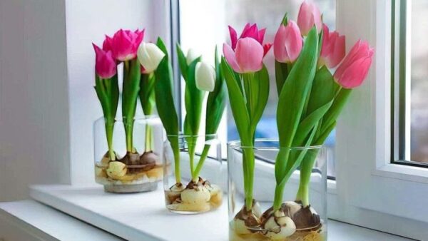 Como você cultiva tulipas na água?