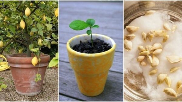 Como você cultiva um limoeiro a partir de sementes?