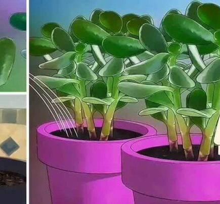 Como você cultiva uma árvore de jade sem folhas? Um truque simples e eficaz