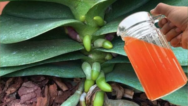 Como você evita o amarelecimento das folhas das orquídeas? Um método simples e natural