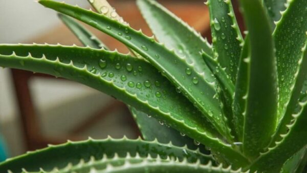 Como você faz facilmente uma muda de aloe vera?