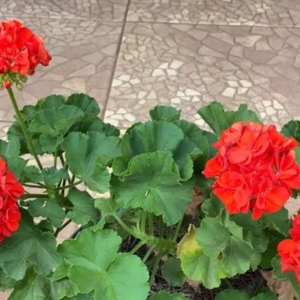 Como você faz os gerânios florescerem exuberantemente?