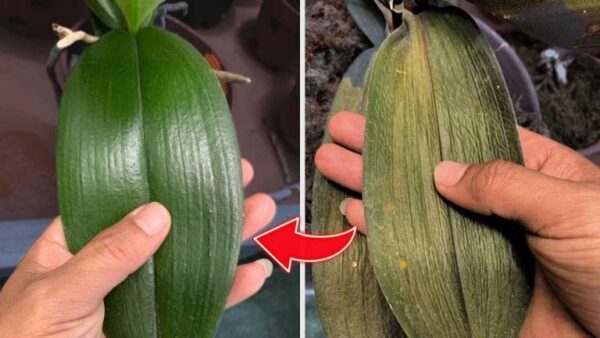 Como você faz uma orquídea florescer novamente? Experimente borrifar esta água