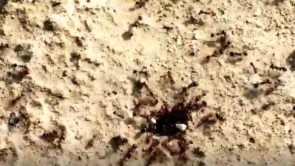 Como você mantém as formigas longe? Nossos cinco métodos naturais E eficazes