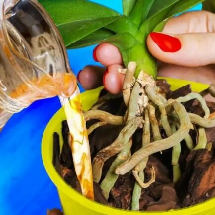 Como você mantém orquídeas com casca de batata por muito tempo?