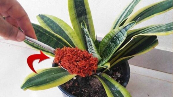 Como você pode finalmente dizer adeus às pragas e fungos nas plantas?