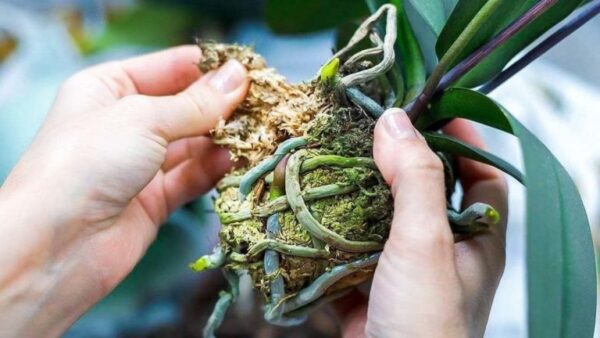 Como você propaga orquídeas a partir de caules de flores?