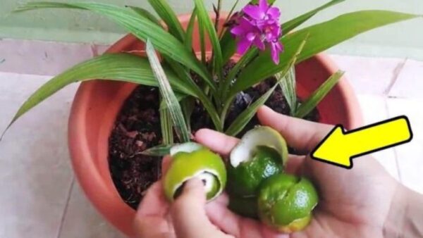 Como você protege efetivamente seu jardim contra pragas de insetos?