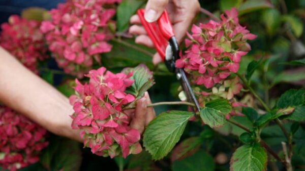 Como você seca flores de hortênsia? 4 dicas para preservar flores