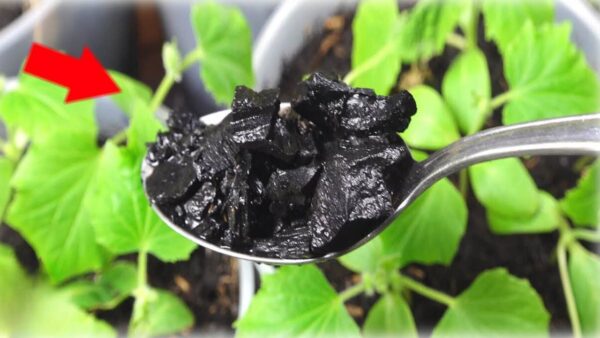 Conquistou milhões de agricultores, produz plantas enormes: espalha-as no chão