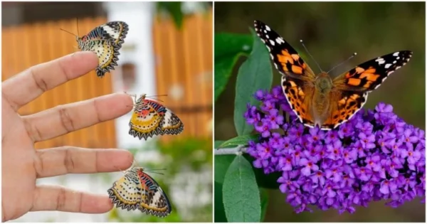Convide todas as borboletas para o seu jardim. Uma garantia de sucesso é a forma inovadora de cultivar o arbusto comum, também conhecido como borboleta