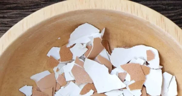 Coquilles d’œufs, ne les jetez pas : elles valent leur pesant d’or en cuisine, comment les réutiliser