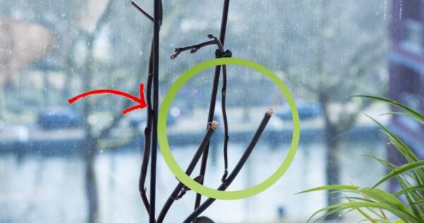 Cortando o caule desbotado da orquídea – como fazer da maneira certa para um florescimento espetacular!