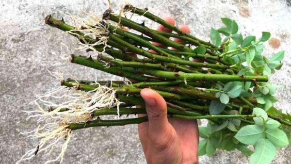 Cortando uma roseira: quando e como