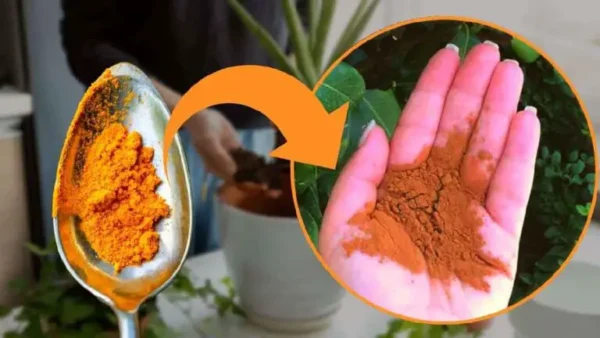 Cúrcuma nas plantas: esta especiaria faz maravilhas! Tudo é iniciado e usado