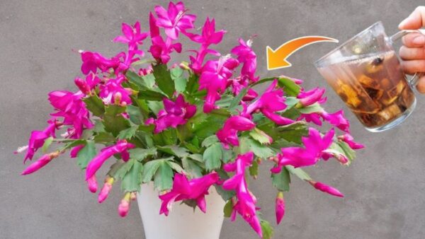 Crie um fertilizante poderoso para suas plantas com apenas um ingrediente