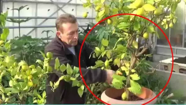 Cuidando do limoeiro: quando podá-lo e como pode dar frutos?