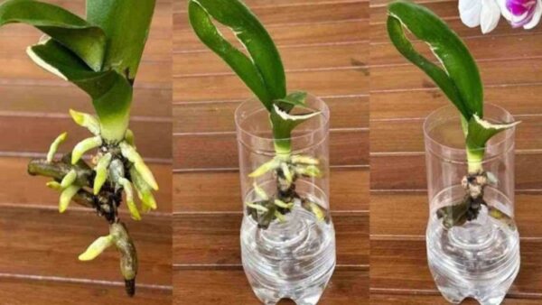 Cuidar de uma orquídea e fazê-la florescer novamente: dicas importantes