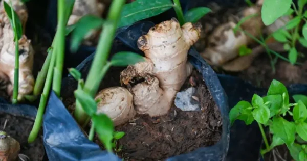 Cultivar gengibre em vaso: um guia completo para ter uma planta aromática ao seu alcance
