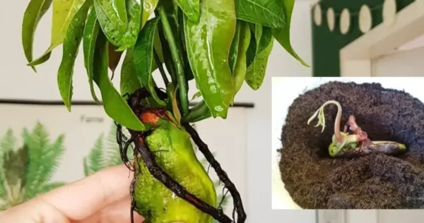 Cultivar manga em casa é muito simples: descubra conosco o método rápido!