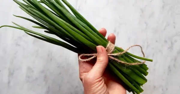 Cultive cebolas verdes sem solo de jardim – colha a cada 2 semanas por até 6 meses