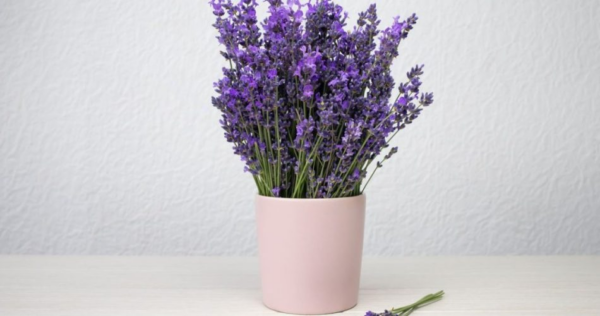 Cultive lavanda em vasos dentro de casa para uma casa perfumada e relaxante!