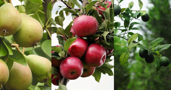 Cultive sementes dessas três frutas e obtenha lindas árvores frutíferas para o seu jardim