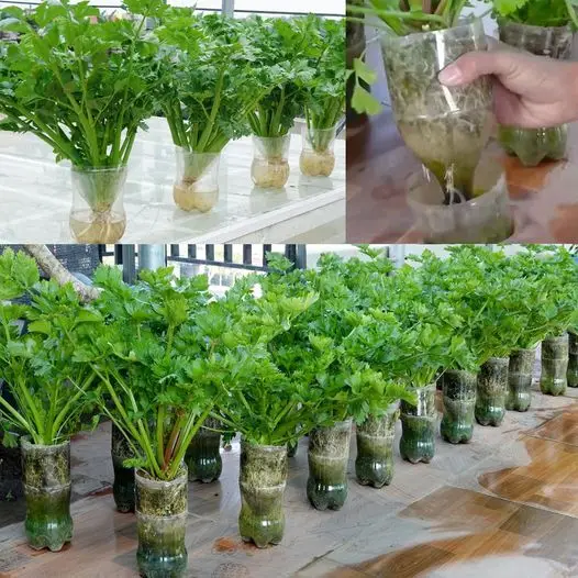 Cultivo de aipo na água: uma abordagem sustentável usando garrafas plásticas