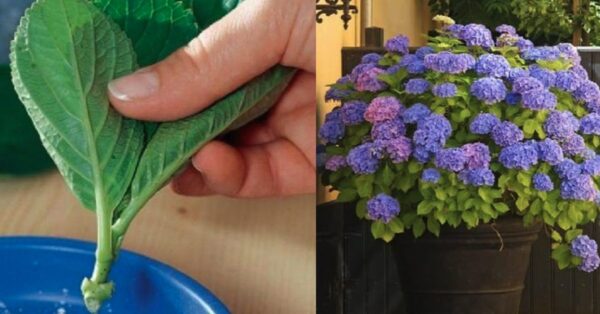 Cultivo de hortênsias: não exponha diretamente ao sol e nunca deixe sem água