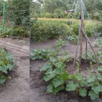 Cultivo de pepinos em forma de “abeto” ou “cabana”!