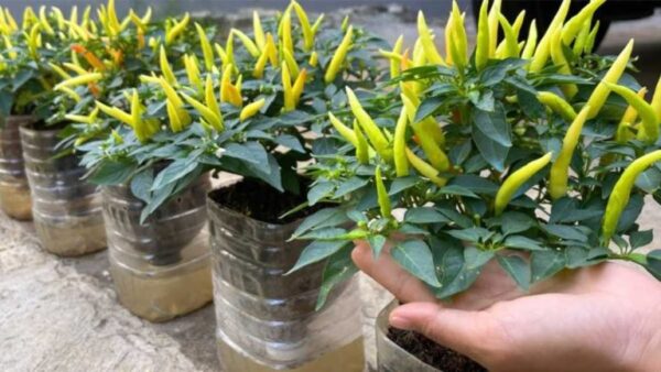 Cultivo de pimentas: como cultivar com sucesso usando uma garrafa de plástico