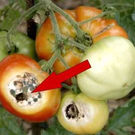 Cultivo de tomate: o que fazer para evitar ou prevenir a necrose apical? Aqui estão as melhores dicas de horticultores.