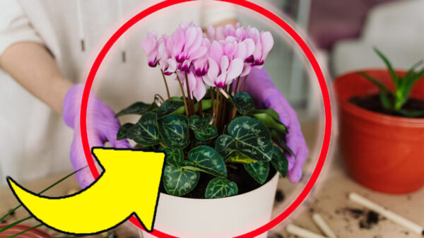 Cyclamen exuberante, é aqui que você precisa colocá-lo | O segredo dos viveiristas para que floresça até maio!